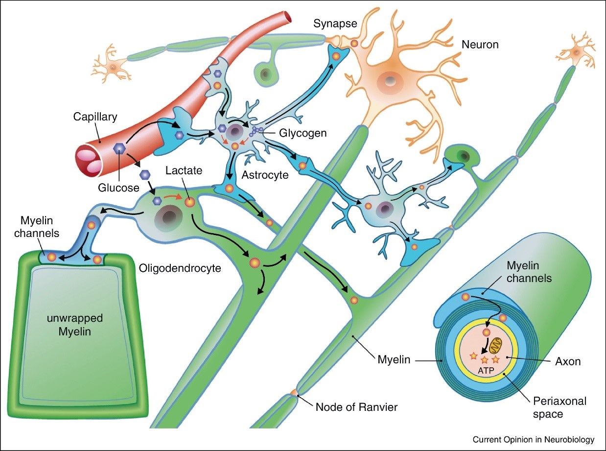 Neuron-Glia Interaction